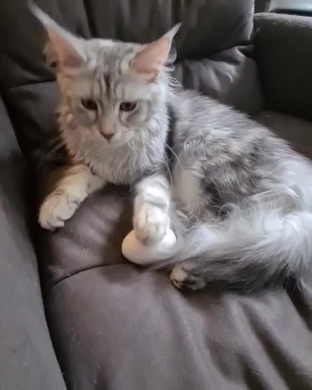 Scrambled Or Nested Cat Egg Challenge Reveals Surprising Results