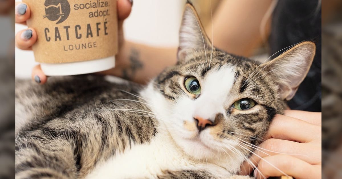 'Call Me Kat' Stars Mayim Bialik And A Fictional Cat Café