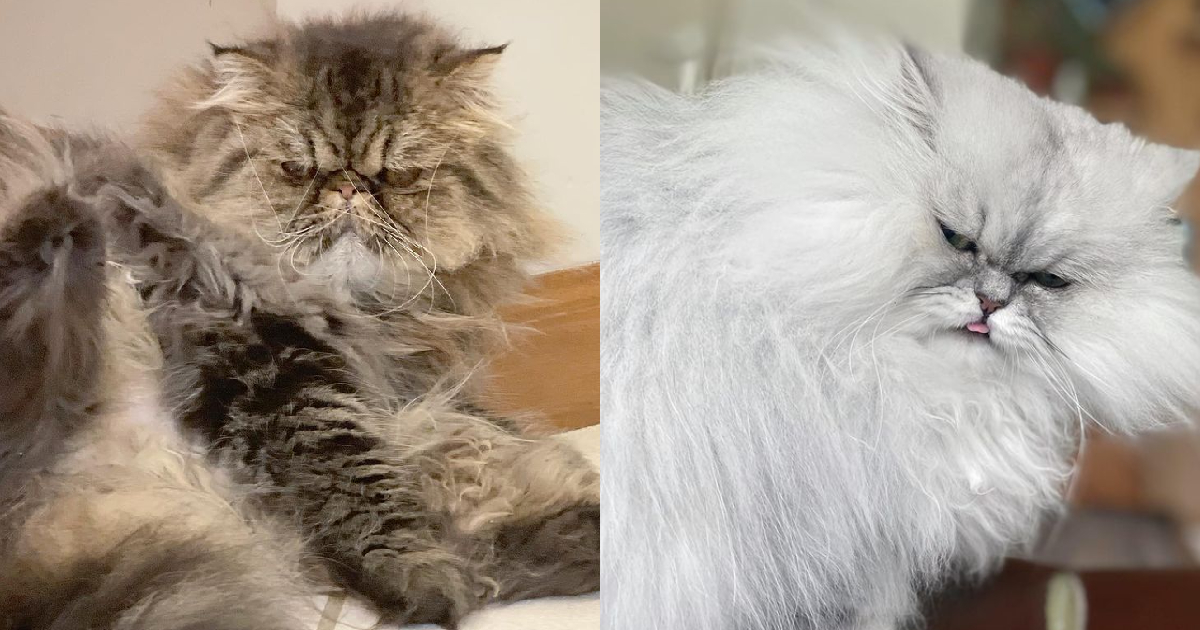 The 10 Most Unique Looking Cat Breeds
