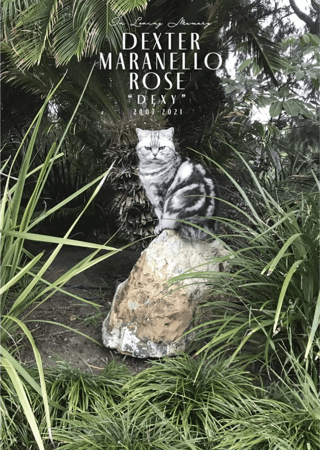 Axl Rose Mourns The Death Of Beloved Cat