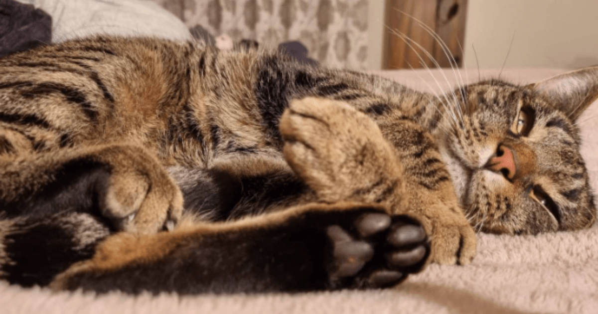 Tauranga Tabby Cat Found After Nearly Two Months In The Local Dump