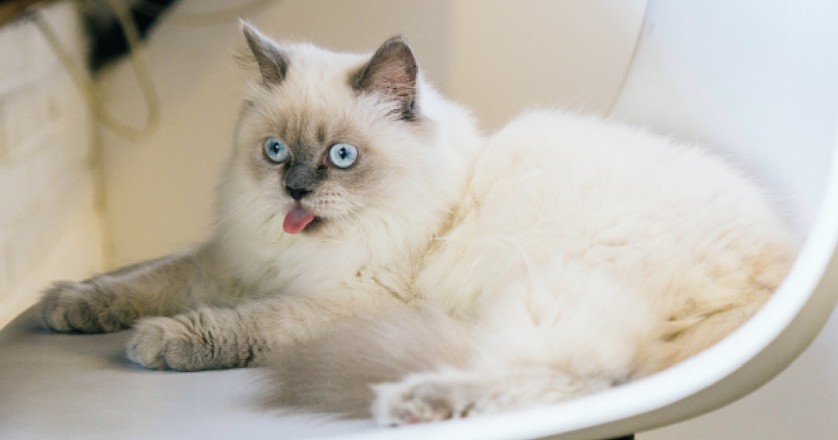 CattyCorner What's The Deal With Cats That Drool