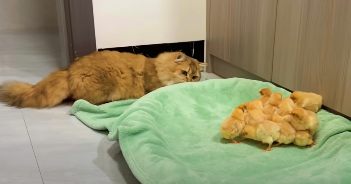 25 Best Foods for Great Pyrenees with Allergies Your Pets Magazine