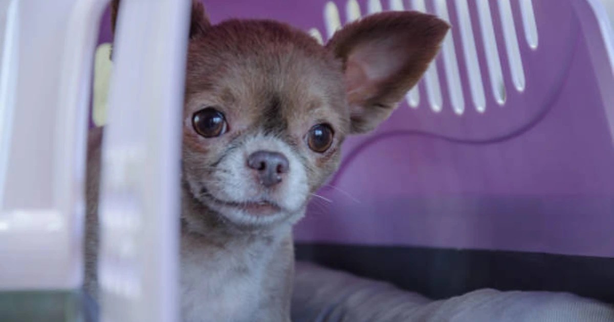 Chihuahua Tear Stainscauses, treatments, and more
