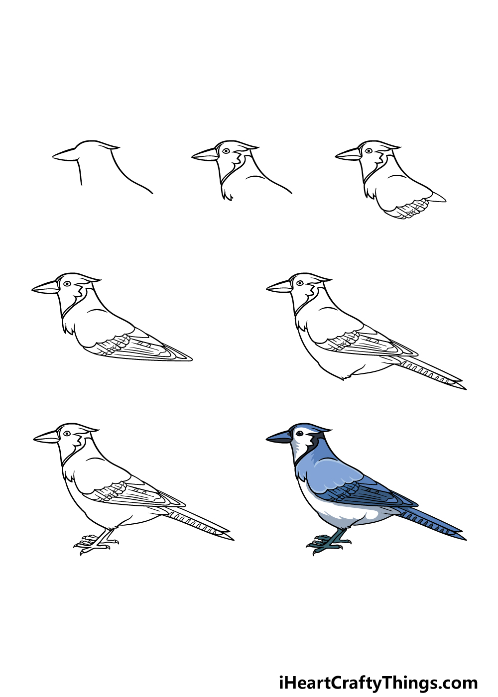 Blue Jay Drawing