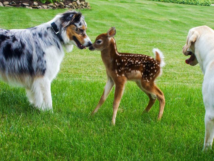 12 Astonishing Photos of Dogs Meeting Other Animals