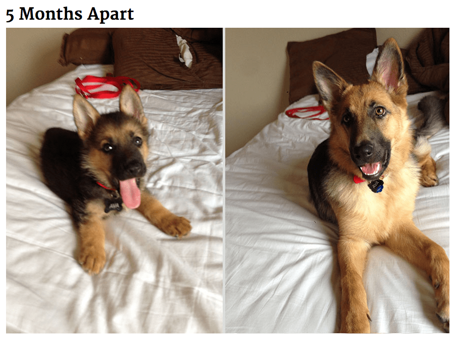 Is 5 Months Too Old To Get A Puppy