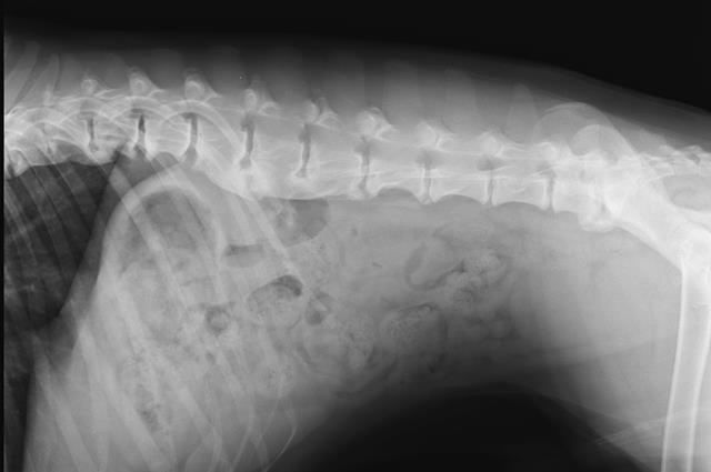 Ask A Vet My Dog Was Diagnosed With Spondylosis. What Is It? What Do I
