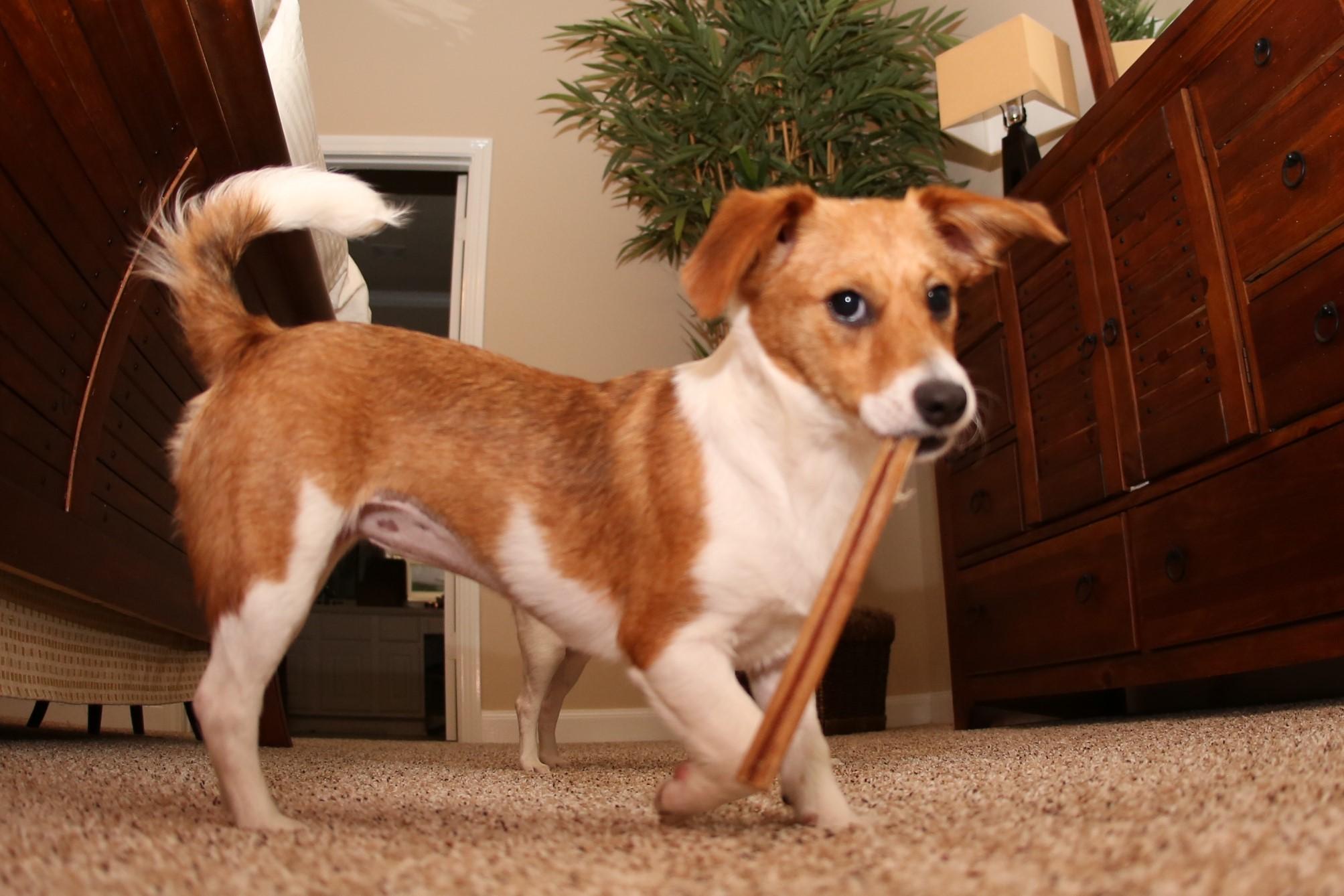5 Month Old Puppy Rescued From Houston Floods