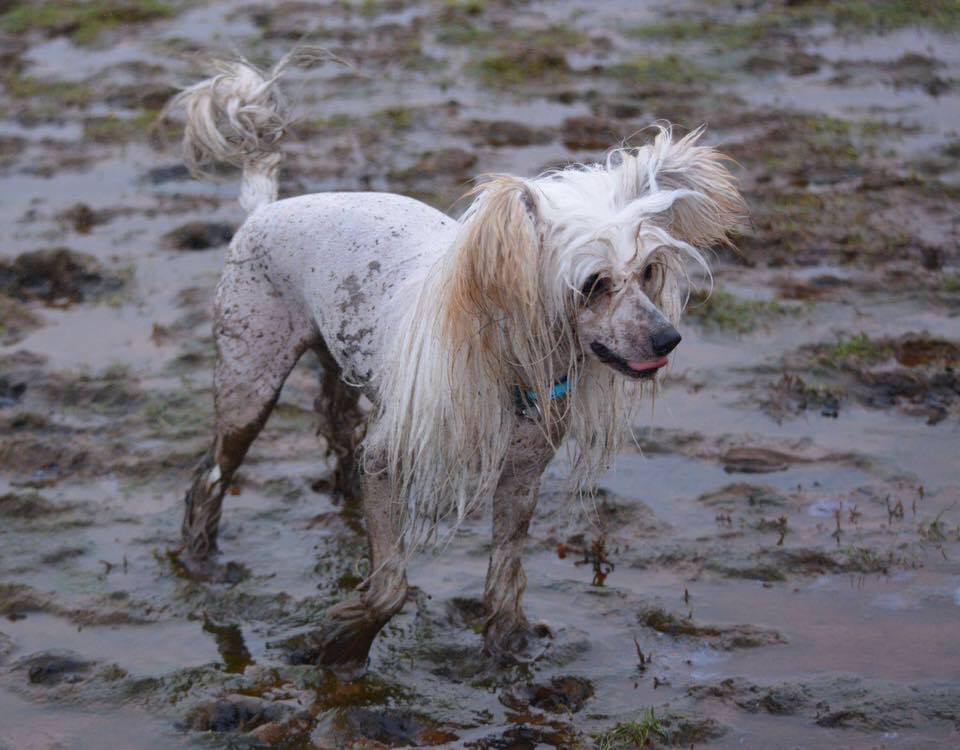 Chinese Crested Dog News, Stories, Pictures & Products Chinese