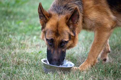 Ask A Vet How Do I Know If My Dog Is Drinking Too Much Water?