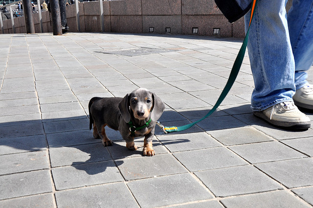 9 Tips For You To Conquer Your Dachshund SonderLives