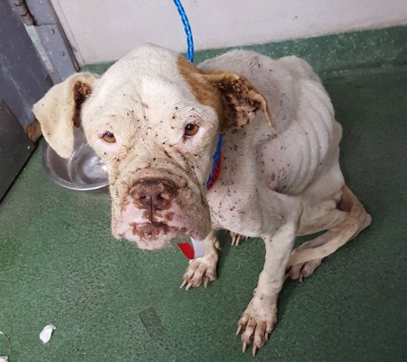 Death Row Dog Makes 2,000 Mile Journey To Find Love And A Real Chance