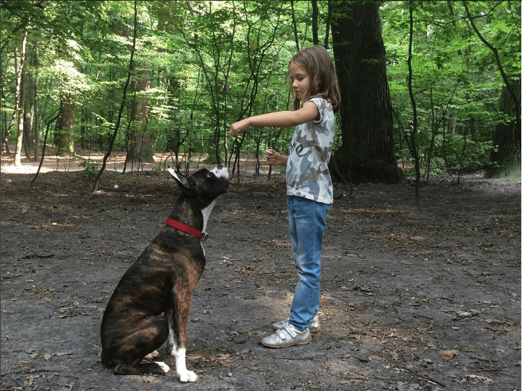 Do Boxers Use Their Front Paws