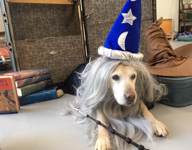 Senior Rescue Dogs Dress As "Harry Potter" Characters For