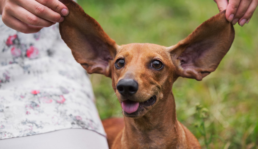 Is Your Dog’s Breed Listed Here? Then Make Sure You Clean
