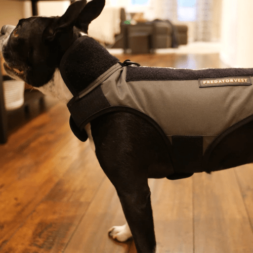 Predator Vest™ Puncture Resistant Pet Armor Deters Coyote Attacks