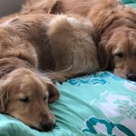 I Fed My Canine Freshly-Made Meals for 30-Days – This is What Occurred
