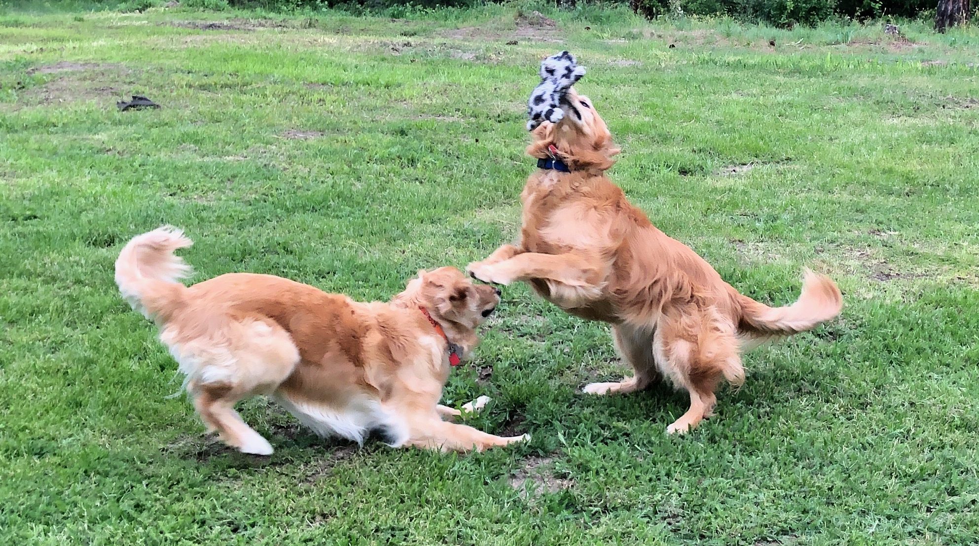 15 Dog Breeds That Just Want To Chill Page 2 of 5