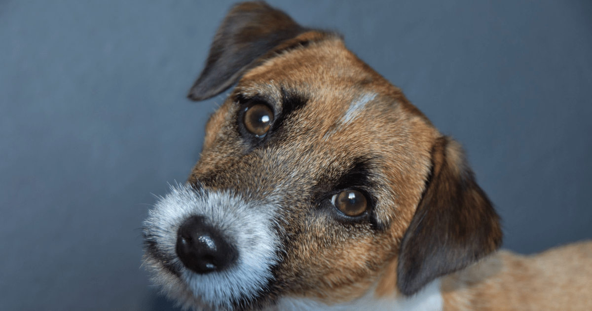Popular Terrier Breeds Photos All