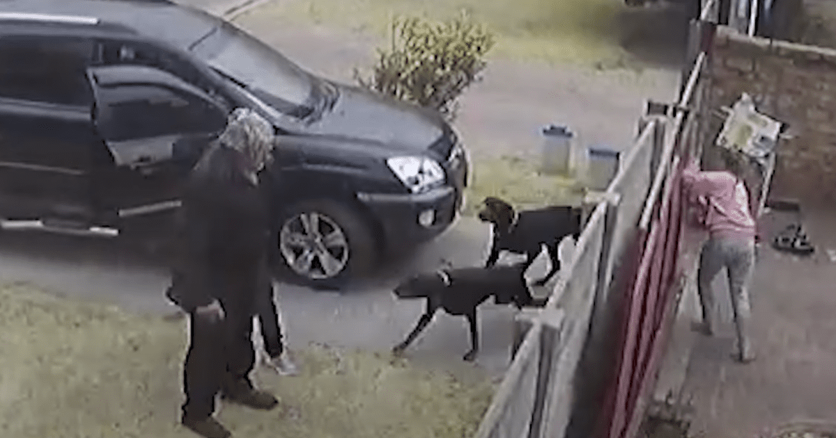 Doberman Pinscher Tackles Armed Robber To Save Her Dad’s Life Pet
