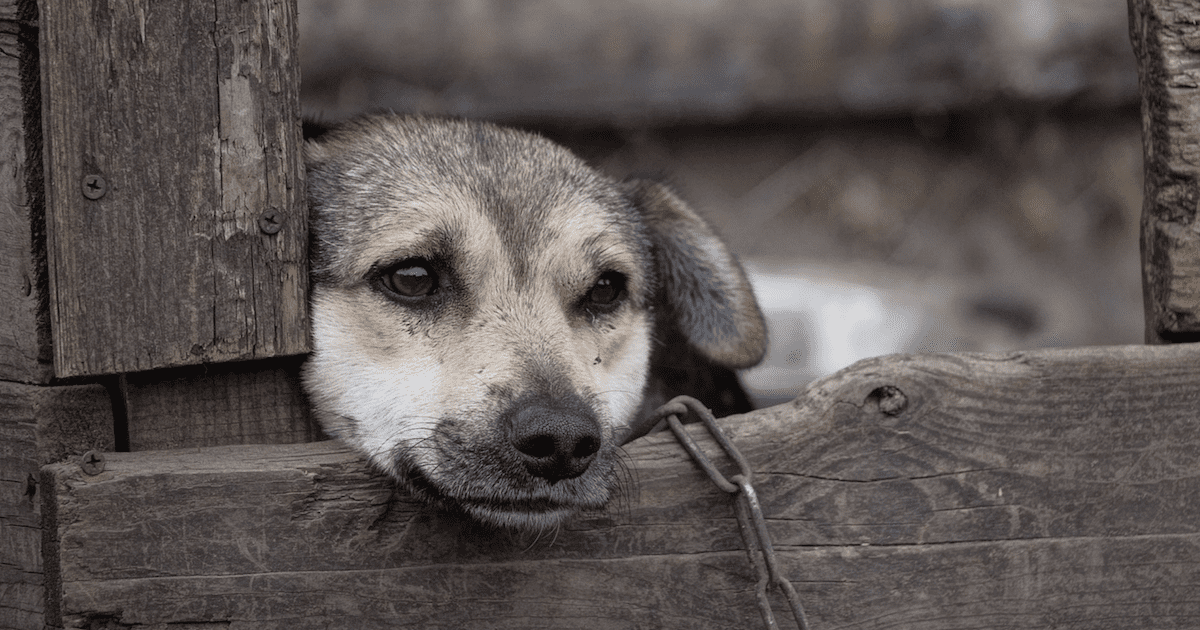 Neglect Is Animal Abuse Look Out For These Signs Of Neglect