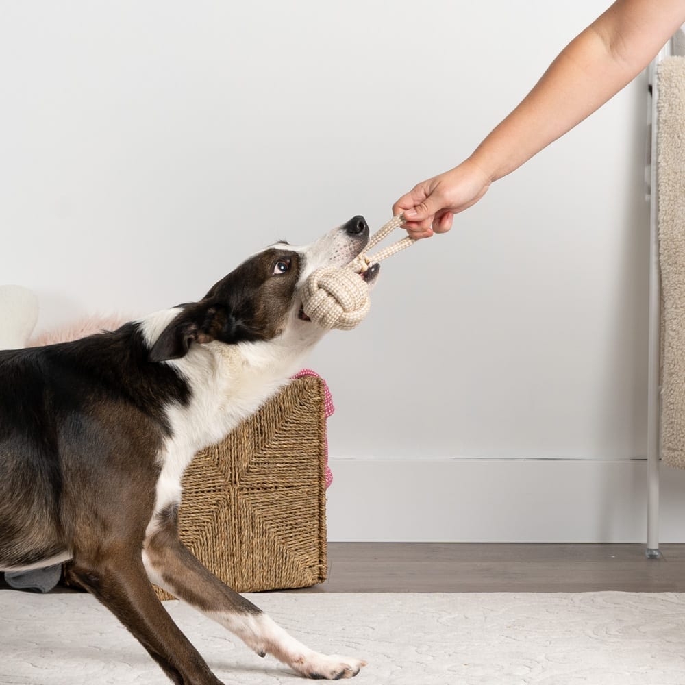 Widely Cyberzine Picture Galleries