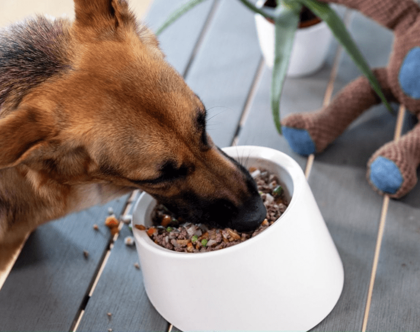 Kabo Review Canada’s New Fresh Dog Food Delivery Brand