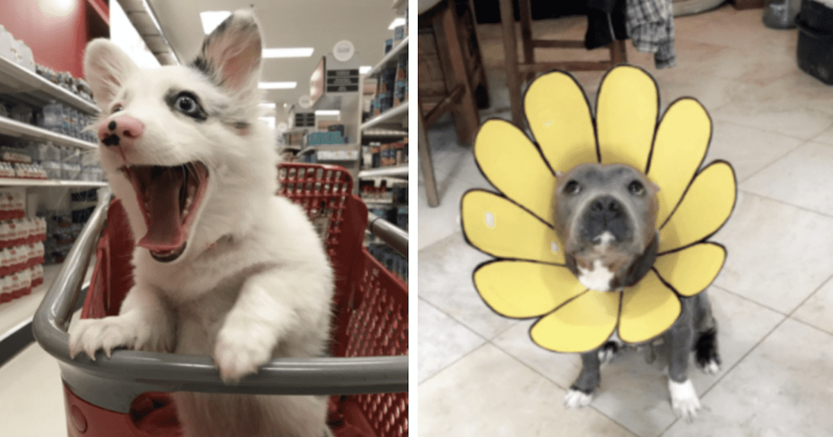 50 MORE Hysterical Dog Memes That Will Make You Laugh K