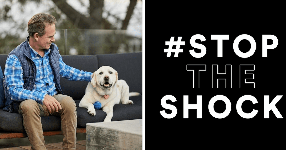 Petco Bans Shock Collars To Encourage Humane Training Methods Pet