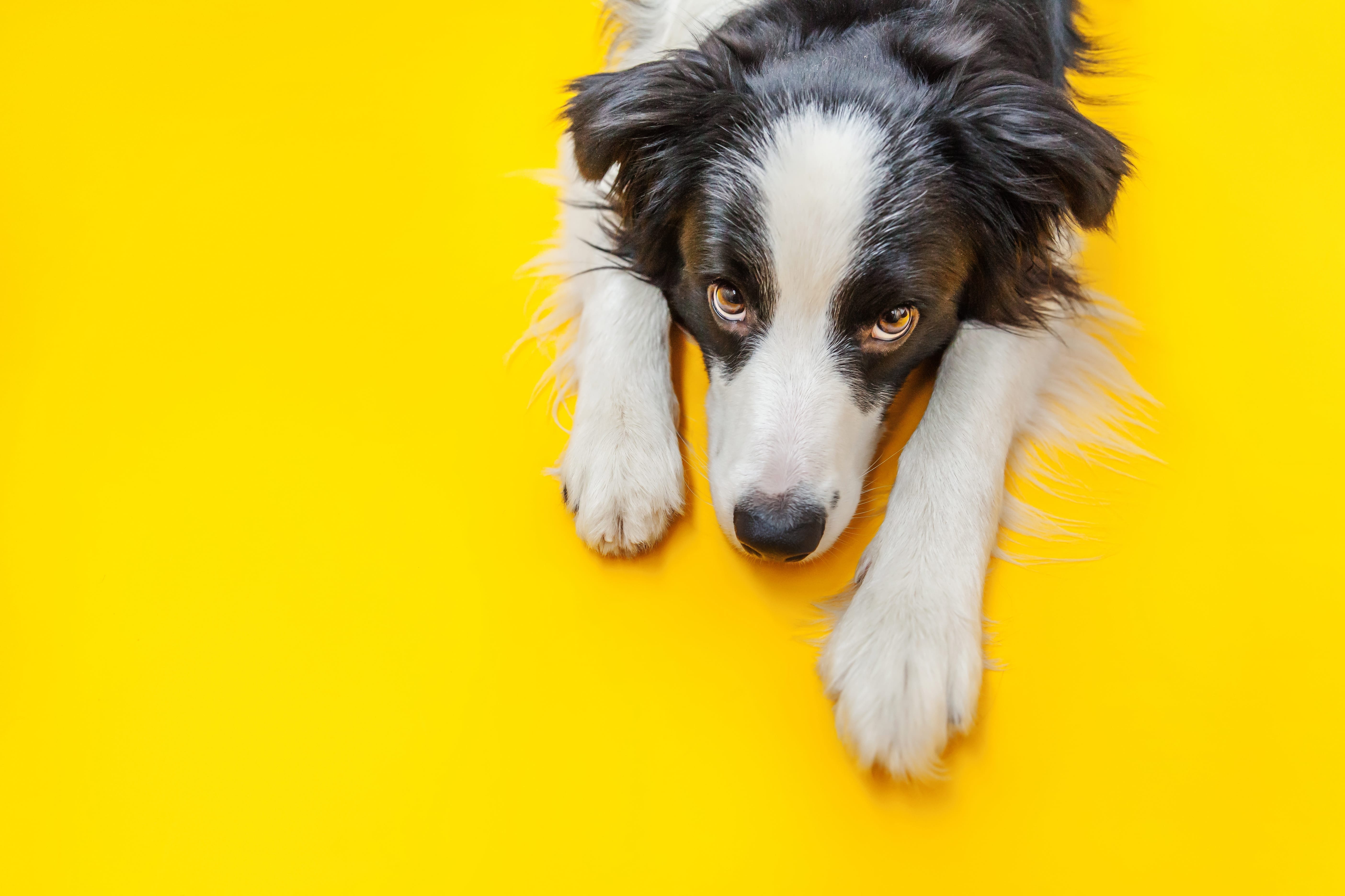 Why Do Dogs Give Puppy Eyes