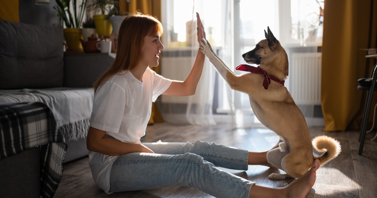 Why Does My Dog Eat My Used Tissues