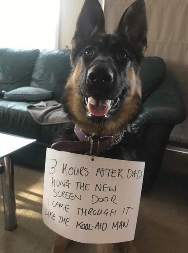 20 Naughty Dogs You Just Can't Stay Mad At