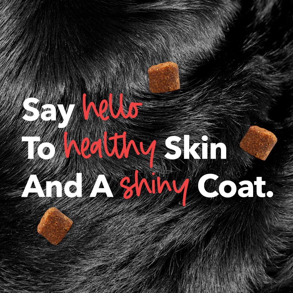 Dog won’t stop itching? These popular ‘dog allergy treats’ on Amazon