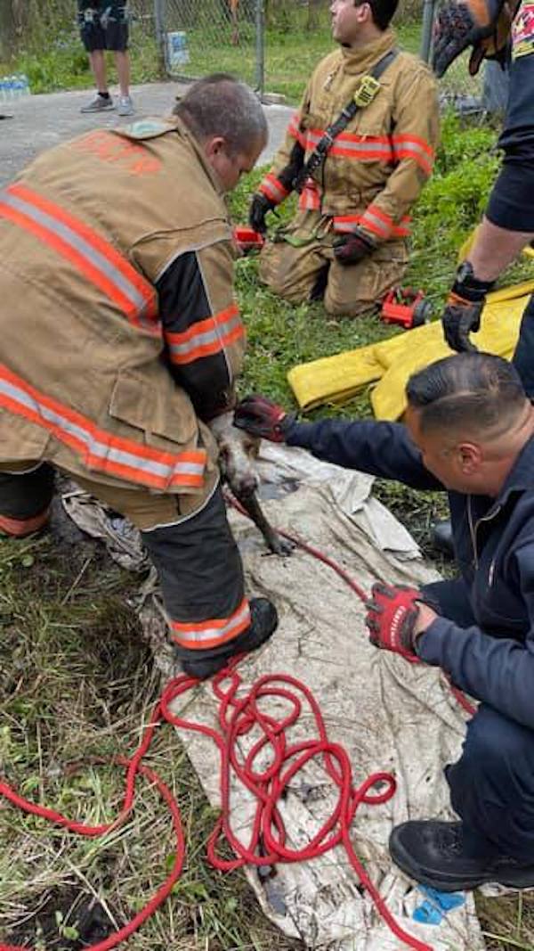 Fire Crew Saves Deaf And Visually Impaired Dog From Drainage Pipe
