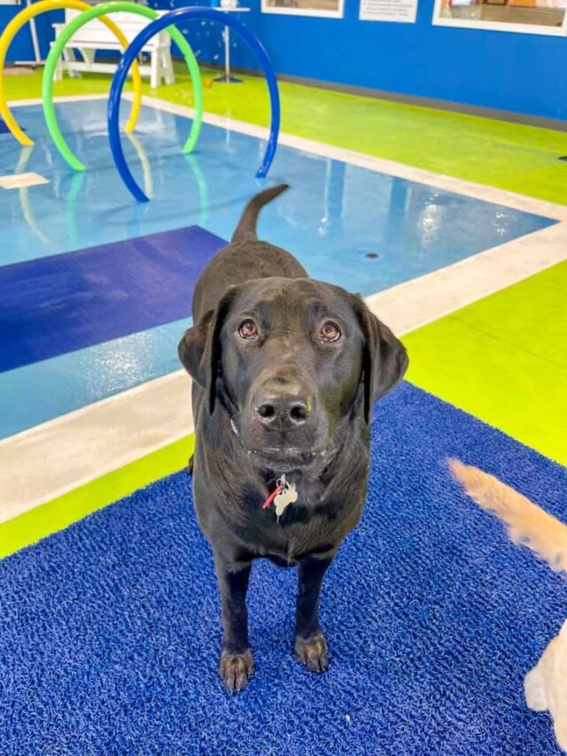Country's First Indoor Dog Water Park Is Approved By Pampered Pups