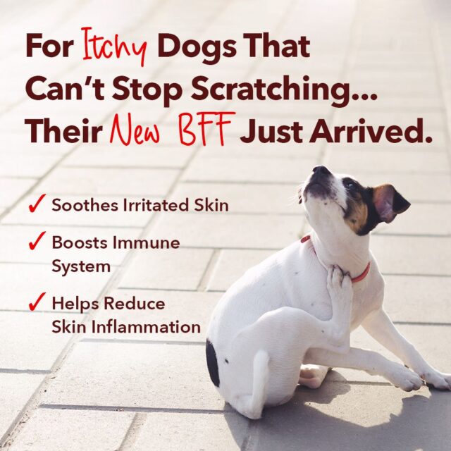 I Gave My Dog Reishi Mushrooms For Allergies. Here’s What Happened.