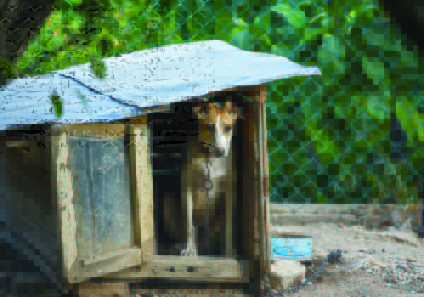 Dog Lovers Are Furious After Texas Governor Kills AntiCruelty Bill