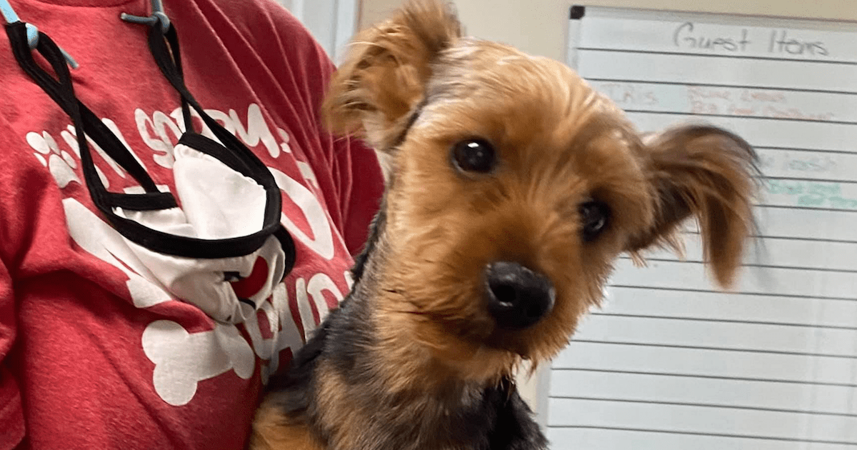 Person Steals Yorkie Puppy, Then Throws Him Into Puddle Whisker Therapy