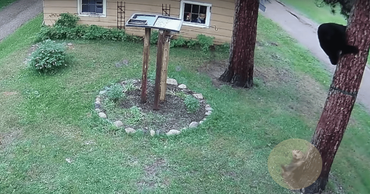 Fearless Yorkie Chases Bear Up Tree To Teach Him A Lesson