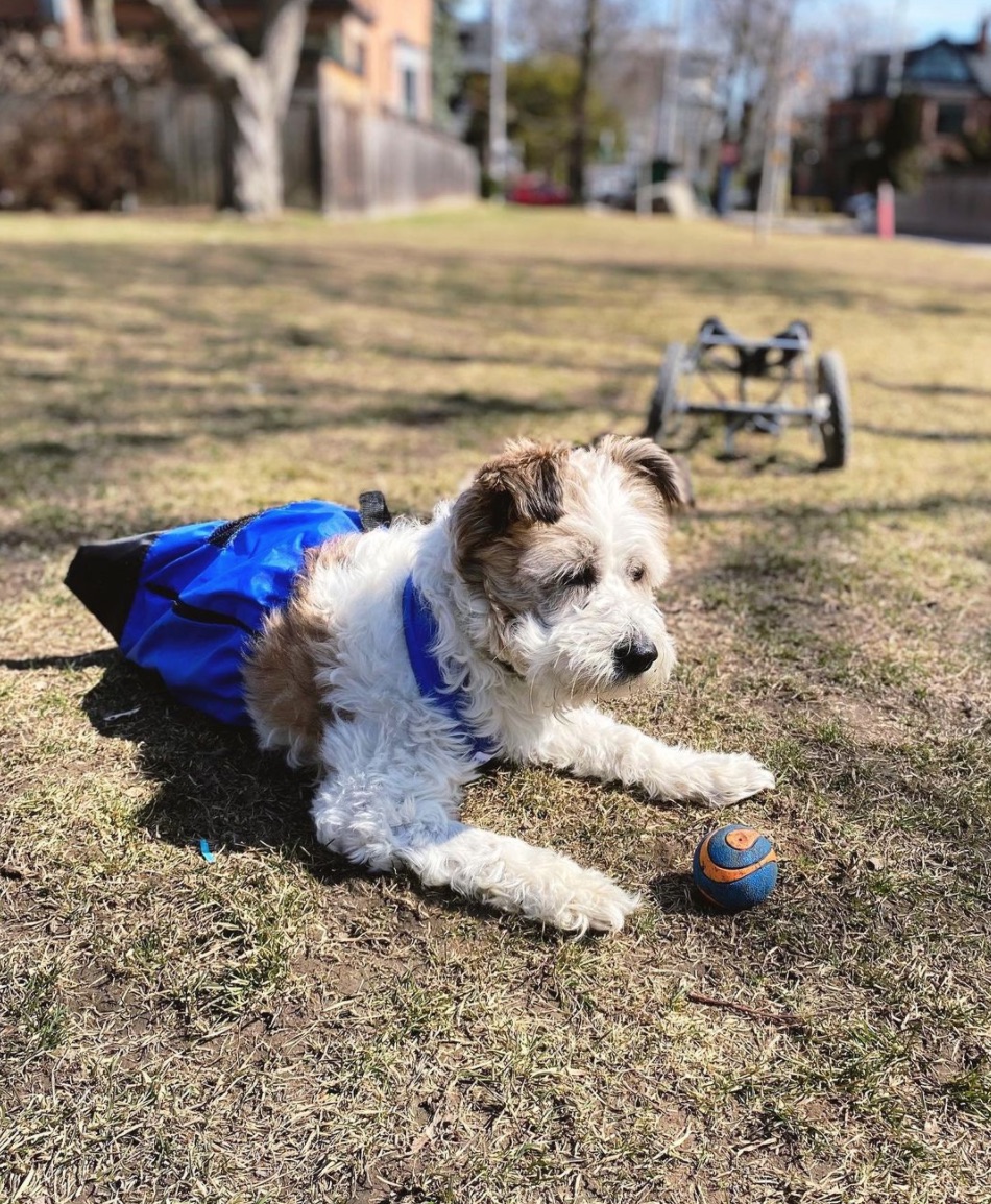 Meet Basil, A TwoLegged Foster Fail From The Wuhan Streets Whisker