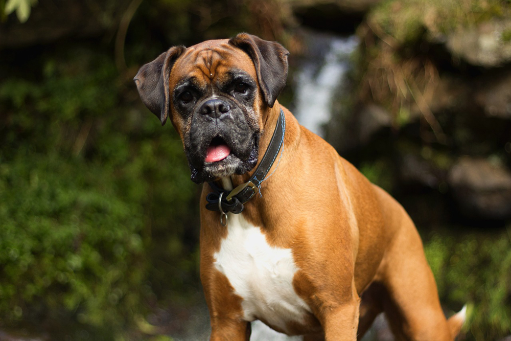 Cbd For Boxers: 5 Vital Things To Know Before Giving Your Boxer Cbd Oil Or Cbd Treats