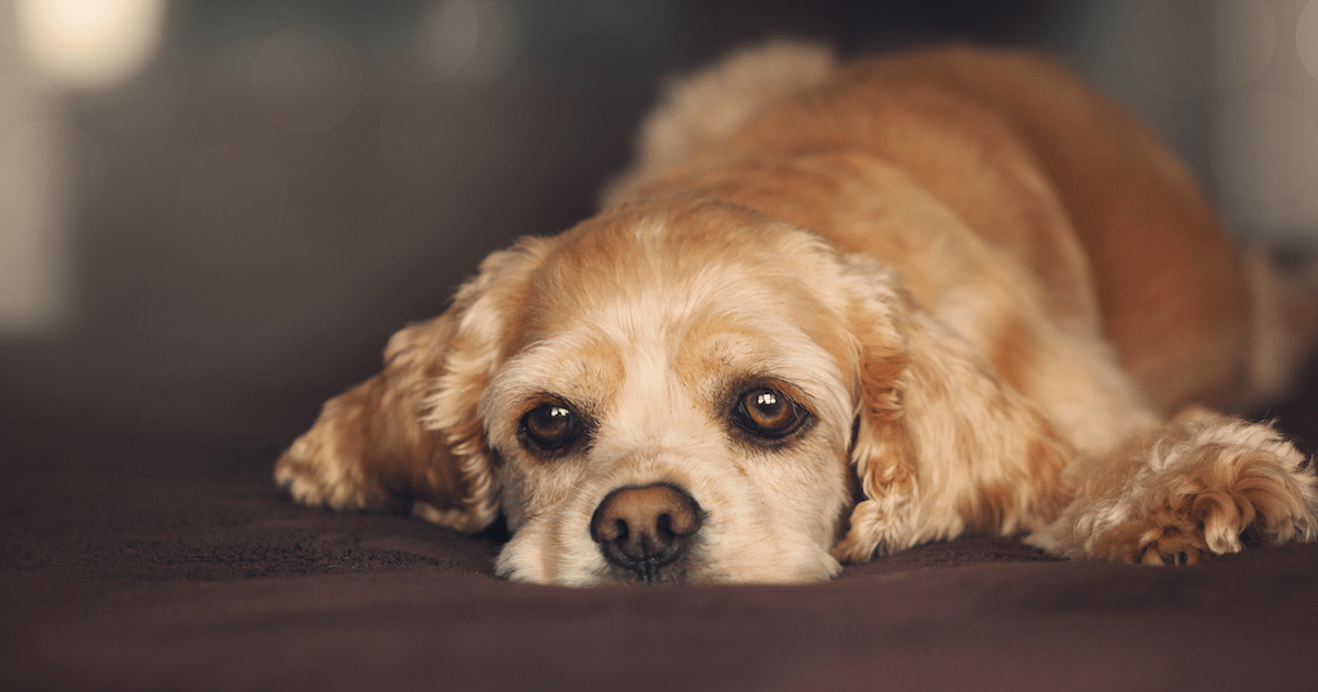 Ginger Root For Dogs Its Effects Could Be LifeChanging!