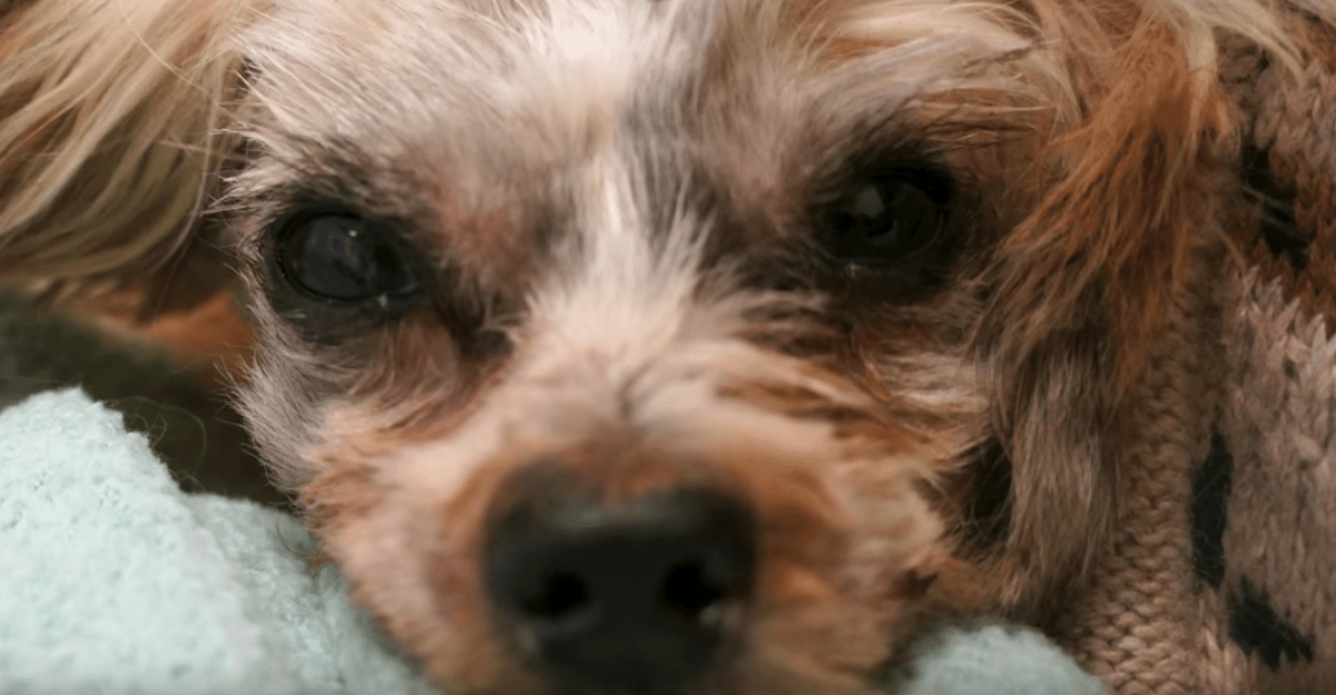 Abused And Neglected Dog Runs Away From Home To Find A Life Full Of Love