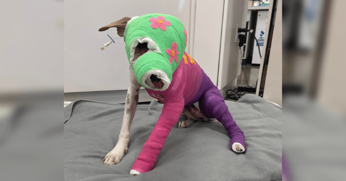 Rescuers Offer 2500 Reward In Horrific Case Of Memphis Dog Burned Alive