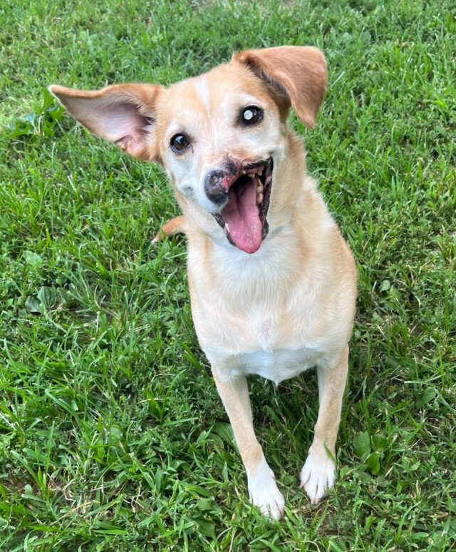 Heartbroken Dog Lost Half Her Muzzle To Gunshot, But She Still Found