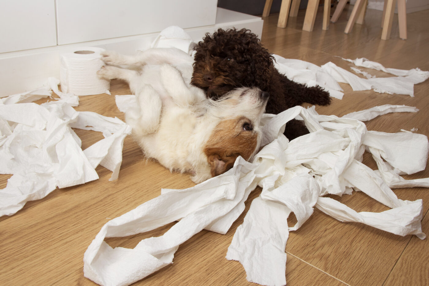 15 Funniest Things Dogs Do When They Think No One Is Watching