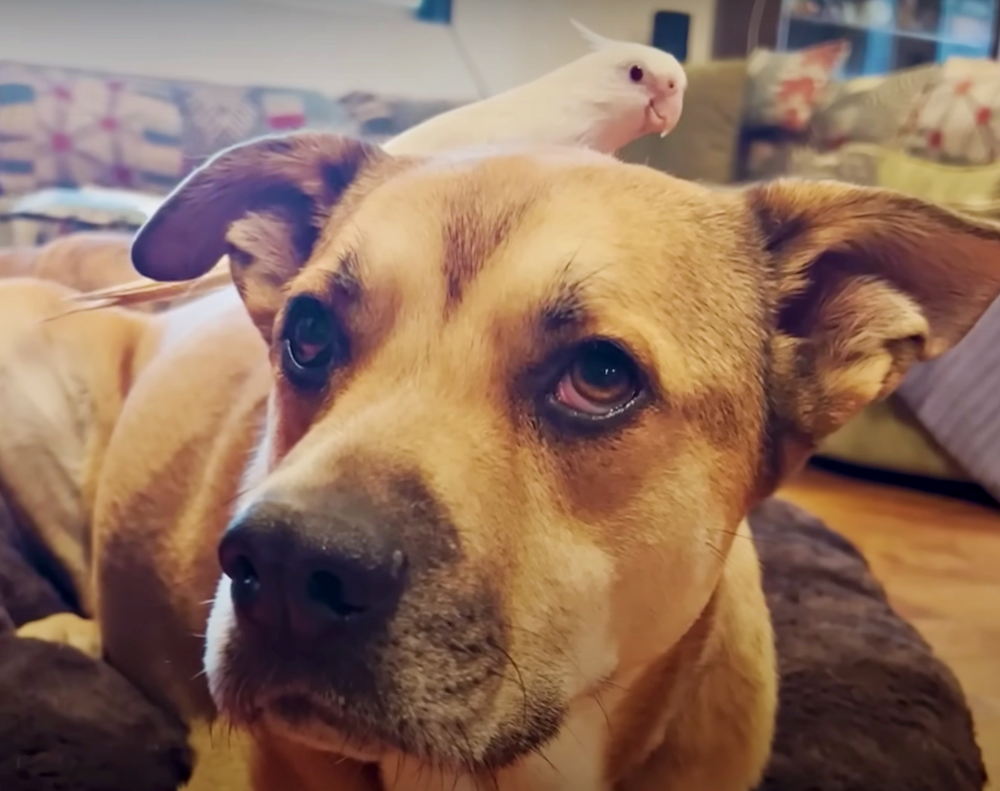 Bird's Sole Purpose Is To Annoy The Dog Who Taught Him All About Love