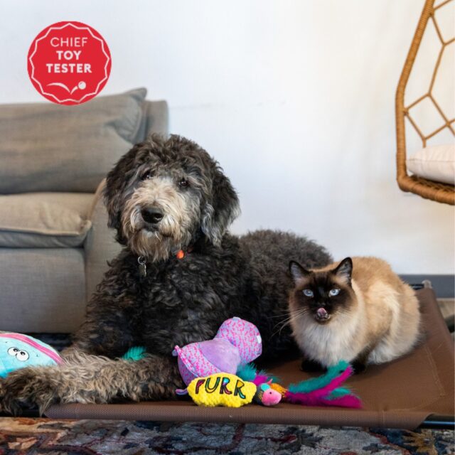 Your Pet Can Help Pay The Bills If They PetSmart’s Chief Toy Tester!