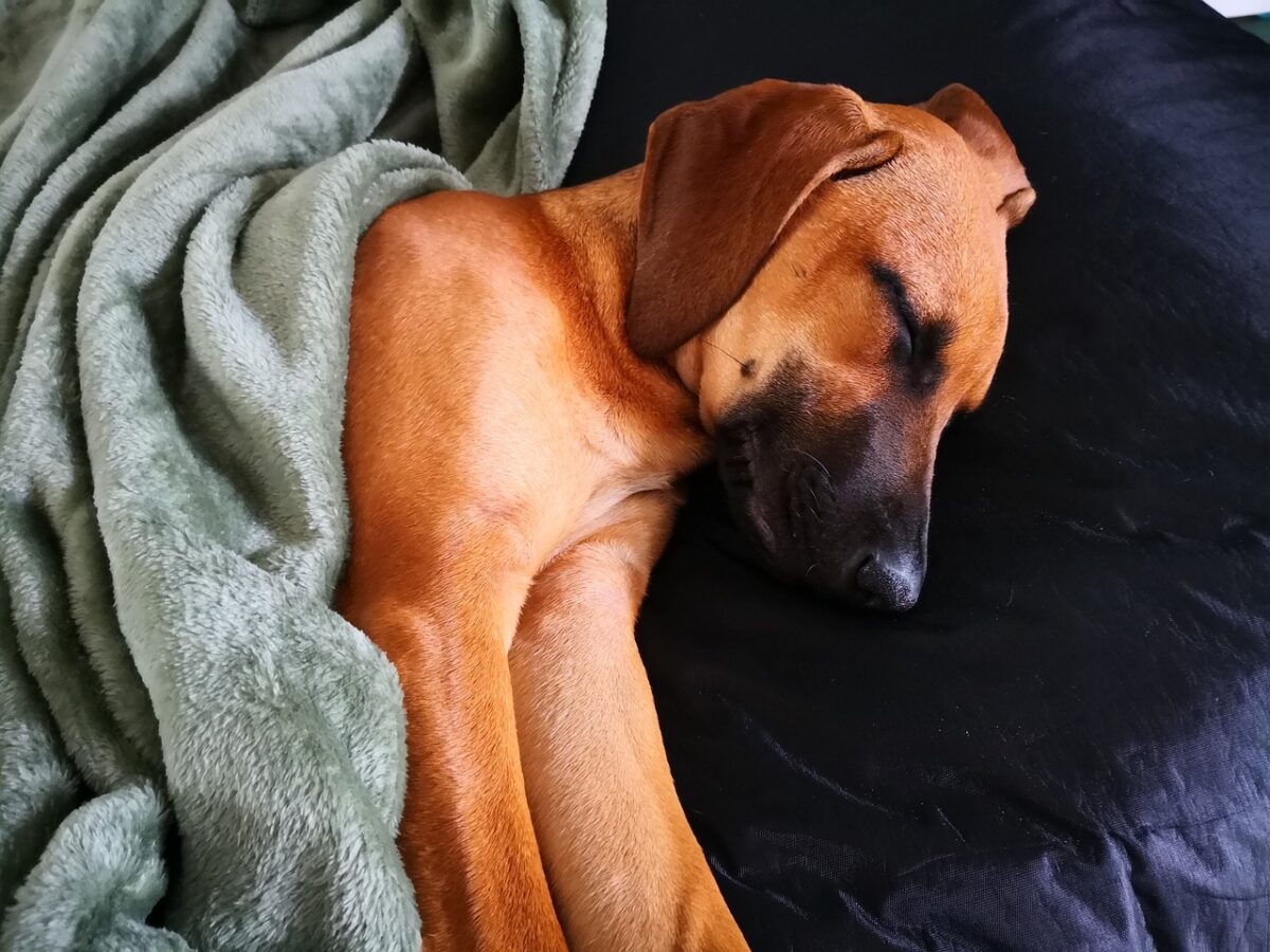 10 Best Dog Beds for Rhodesian Ridgebacks Dog News 